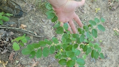 Amorpha ouachitensis