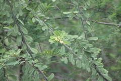 Quadrella indica