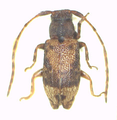 Ropica exocentroides