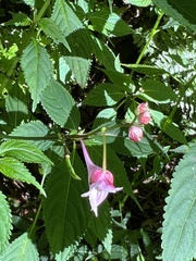 Impatiens devolii