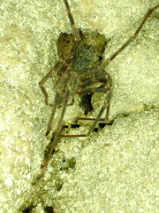 Spelungula cavernicola