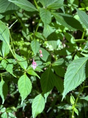 Impatiens devolii