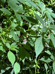 Impatiens devolii