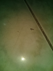 Trichomyrmex destructor