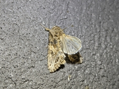 Spodoptera praefica