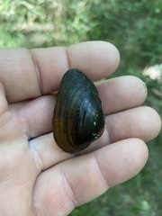 Venustaconcha trabalis