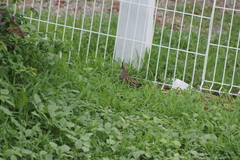 Callipepla douglasii vanderbilti