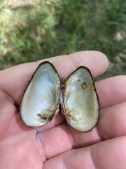 Venustaconcha trabalis