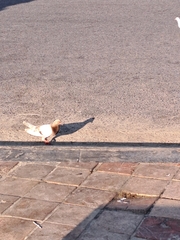 Columba livia domestica