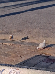 Columba livia domestica