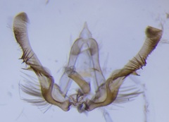 Olethreutes clavana