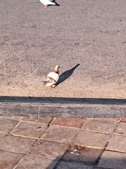 Columba livia domestica