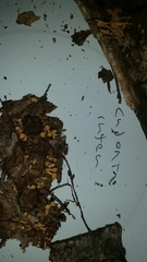 Cudonia lutea