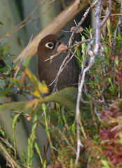Asthenes palpebralis