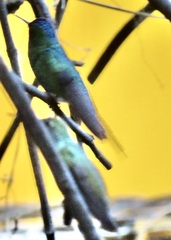 Thalurania glaucopis