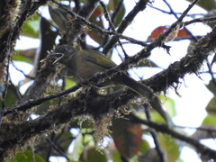 Chlorothraupis stolzmanni