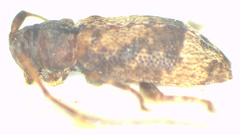 Ropica exocentroides