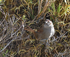 Asthenes palpebralis