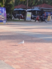 Columba livia domestica