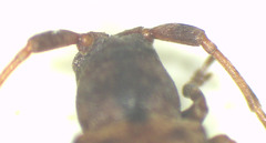 Ropica exocentroides
