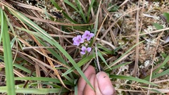 Cardamine purpurea