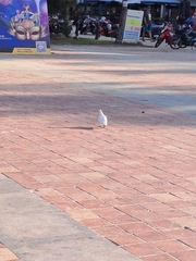 Columba livia domestica