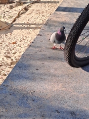 Columba livia domestica