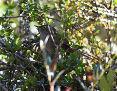 Asthenes palpebralis