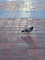 Columba livia domestica