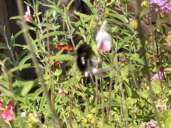 Xylocopa tabaniformis orpifex