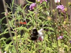 Xylocopa tabaniformis orpifex