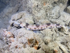 Synodus lucioceps