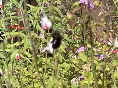 Xylocopa tabaniformis orpifex