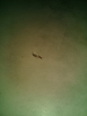 Trichomyrmex destructor