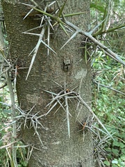 Gleditsia triacanthos triacanthos