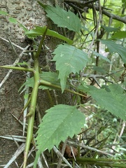 Gleditsia triacanthos triacanthos