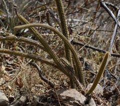 Corryocactus erectus