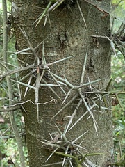 Gleditsia triacanthos triacanthos