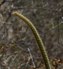 Corryocactus erectus