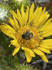 Xylocopa tabaniformis