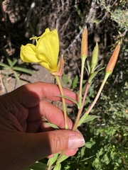Oenothera elata hirsutissima