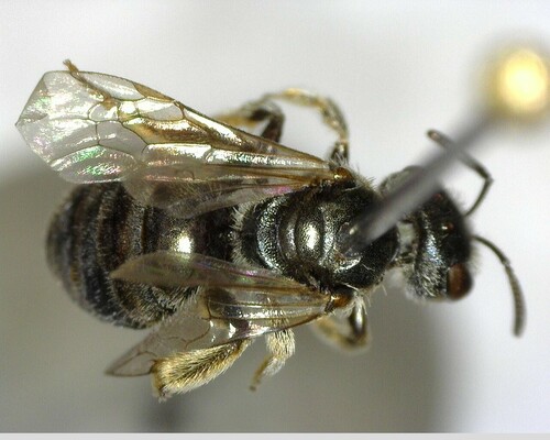 iNaturalist observation photo of Tripartite Sweat Bee
