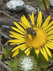 Xylocopa tabaniformis