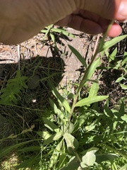 Oenothera elata hirsutissima
