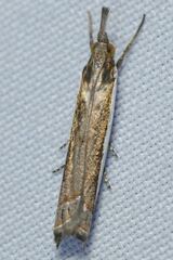 Crambus quinquareatus