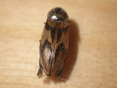 Stropenron hieroglyphica