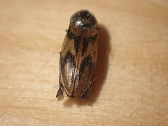 Stropenron hieroglyphica