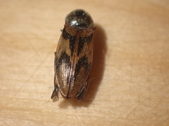 Stropenron hieroglyphica