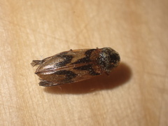 Stropenron hieroglyphica