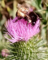 Bombus weisi